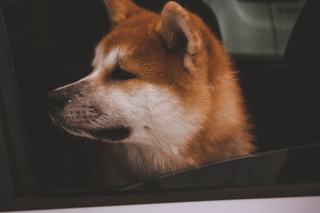 Que faire d'un animal mort en vacances, loin de chez soi ?