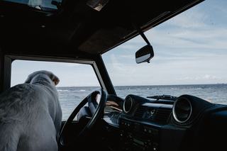Votre compagnon meurt pendant le voyage : les démarches pour son corps Votre compagnon meurt pendant le voyage : les démarches pour son corps