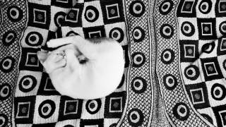 Animal mort : que faire du corps la nuit ou le dimanche