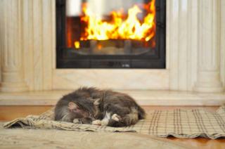 Animal mort : que faire du corps la nuit ou le dimanche