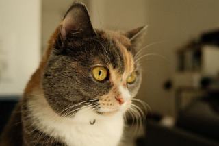 Vieux chat endormi sur une couverture