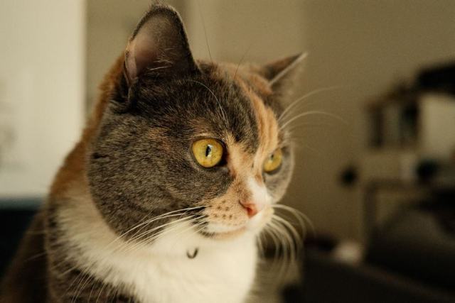 Vieux chat endormi sur une couverture