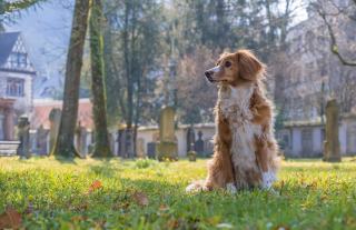 Couple avec chien