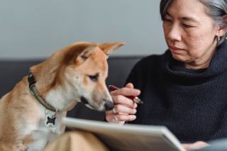 Comment déclarer le décès d'un chien à l'I-CAD ?