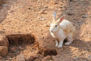 Peut-on enterrer un lapin dans son propre jardin ?