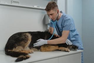 Vieux chien allongé sur une couverture, la tête posée