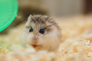 Hamster doré dans sa cage sur des copeaux