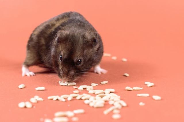 Hamster doré dans sa cage sur des copeaux