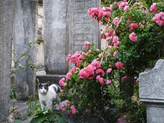 Enterrer son chat dans son jardin
