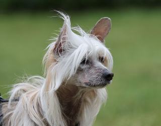 Top 10 des races de chiens les plus atypiques